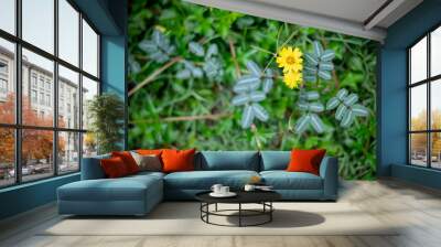 Beautiful fresh yellow flower blooming in the nature garden with green grass field background Wall mural