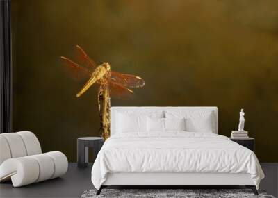 Dragonfly Closeup Wall mural