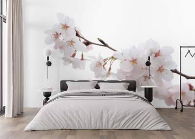 Cherry blossom Wall mural