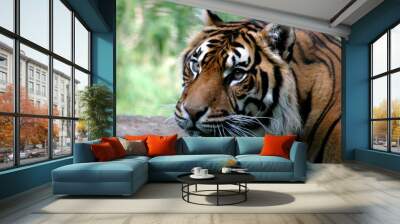 sumatran tiger Wall mural