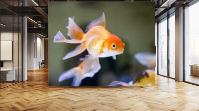 Goldfish at aquarium fish, from Asia.The goldfish on Chinese sign brings a prosperity and good luck.	 Wall mural