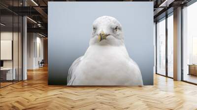 A closeup of ring-billed seagull's face with white background.   Vancover BC Canada
 Wall mural