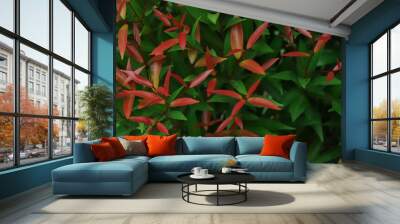 leaves background of syzygium austral Australian Rose Apple. Wall mural