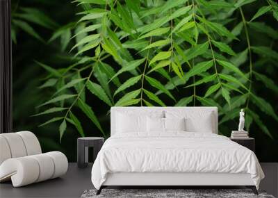 New top leaf of neem plant Wall mural