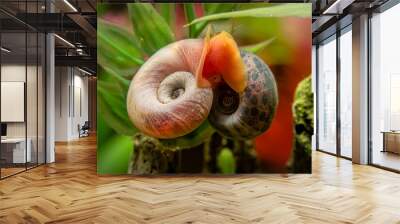 A pink and leopard ramshorn snail mating in freshwater aquarium Wall mural