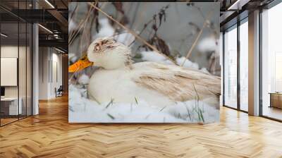 Sick white domesticated mallard duck with sores, frothy bubbling eye and unkempt wet feather in snow. Reported as possible bird flu Wall mural