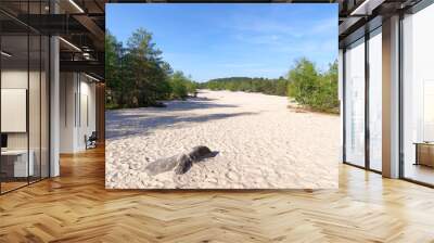 Sand dunes of  Cul De Chien in Fontainebleau Forest Wall mural