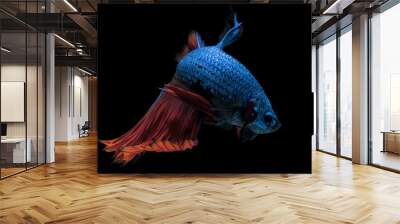 Blue Red Betta Wall mural