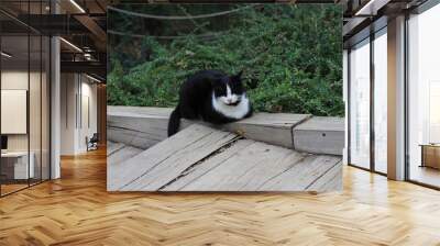 close-up shot of a black and white fluffy adult tabby stray cat sitting and napping on the asphalt street on front of the forest Wall mural