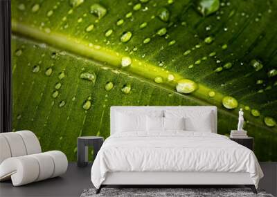 Drops of water on tropical banana green leaf, Fresh dark green foliage as nature leaf textured background Wall mural