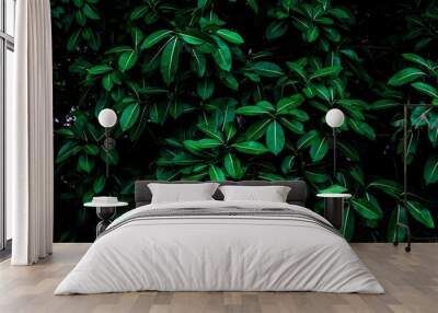 Tropical green leaves background on the branches on tree as natural wallpaper and backdrop Wall mural