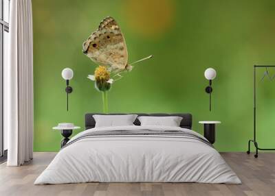 natural butterfly with beautiful color background Wall mural