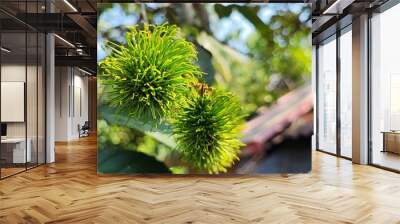 green rambutan fruit on a tree Wall mural