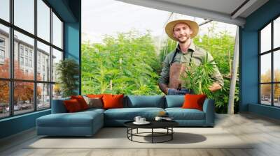 Marijuana cannabis plant farmer inspecting plants health for medical science use, male caucasian indoor grown hemp weed tree, summer flower nature greenhouse, healthcare medicine treatment illnesses. Wall mural