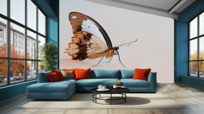 butterfly Wall mural