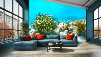 Coral reef at Maldives Wall mural