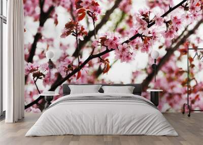 Spring sakura Wall mural