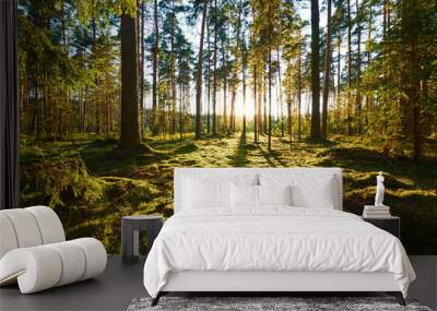 sunrise in pine forest Wall mural