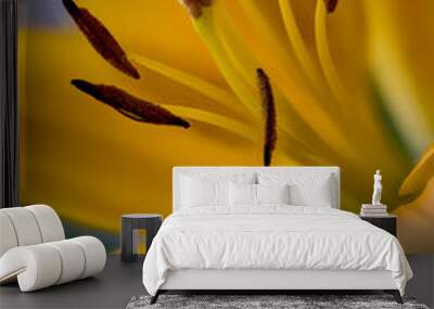 Yellow  lilly flower, close-up Wall mural