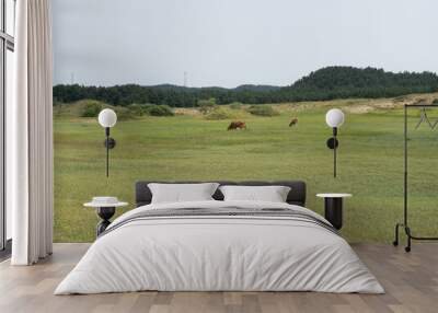 A field with two cows grazing in the grass. The cows are brown and are in the middle of the field Wall mural