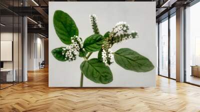 European heliotrope or heliotropium europaeum also known as turnsole isolated on white background  Wall mural