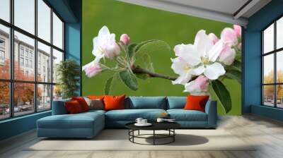 Beautiful spring flowers on apple tree branch Wall mural