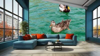 ducks on the water Wall mural