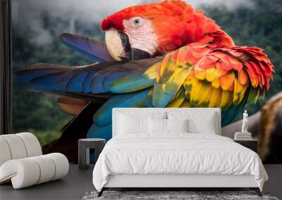 Amazon Jungle Parrot Wall mural