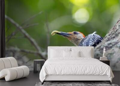 A red-bellied woodpecker (Melanerpes carolinus) has an insect larva in its beak in Sarasota, Florida Wall mural