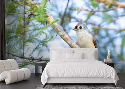 Tufted titmouse (Baeolophus bicolor) a cute songbird, in a cypress tree in Lakewood Ranch, Florida Wall mural