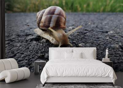 snail on the road Wall mural