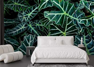 view of Elephant ear (Caladium candidum) leaves on  the garden. Wall mural