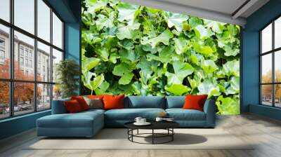 common mallow wild plant Wall mural