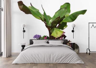 banana tree in pot Wall mural