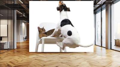 dog jumping on chair to cat for ball Wall mural