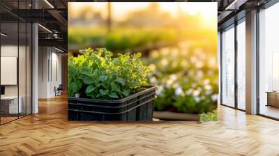 Fresh green plants in a black container, illuminated by warm sunlight in a serene garden setting. Wall mural