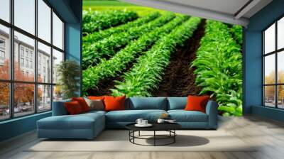 Lush green crop field with straight rows of healthy plants and rich soil under vivid natural light. Wall mural