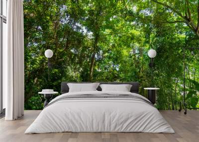 View of trees and green leaves in the tropical forest with blue sky and shiny sun un the middle. Wall mural