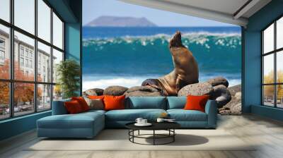 sea lion tans on a rock Wall mural