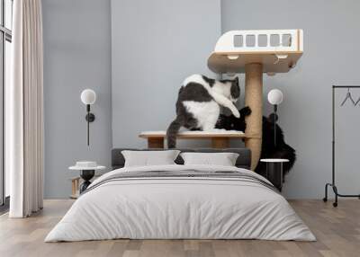 black and grey-white cat playing with top of cat houses. two cats are playing on a cat tree. a cat house indoors pet ownership, pet friendship concept Wall mural