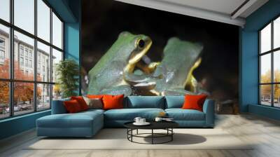 frog friends Wall mural