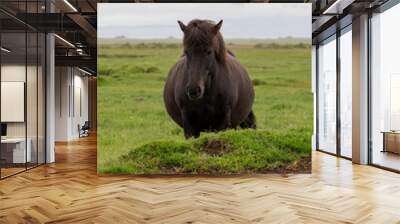 Icelandic horse standing in a green field Wall mural