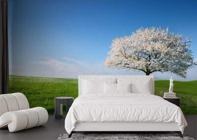 flowering sakura tree cherry blossom single tree on the horizon with white flowers in the spring fresh green meadow with blue sky Wall mural