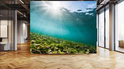 underwater fresh water green background with sun rays under water Wall mural