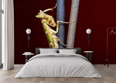 A praying asian flower mantis  Wall mural