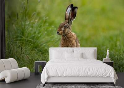 A wild brown hare on a meadow	 Wall mural