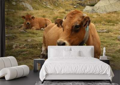 brown mountain cows Wall mural