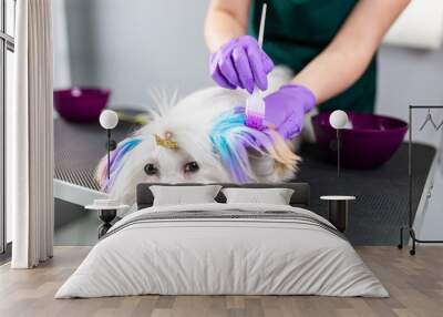 Maltese dog at grooming salon. Groomer dyeing dog's hair using pet hair dye. Wall mural