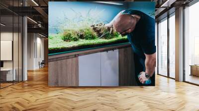 Man cleaning aquarium and cutting underwater plants. Wall mural