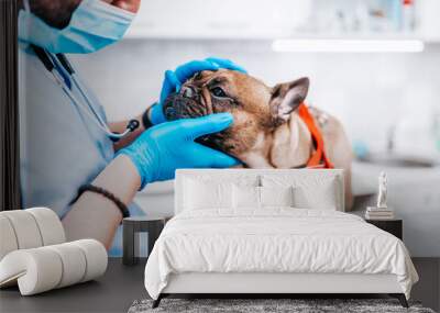 Veterinarian doctor with face protective mask and a French bulldog at vet ambulance. Wall mural